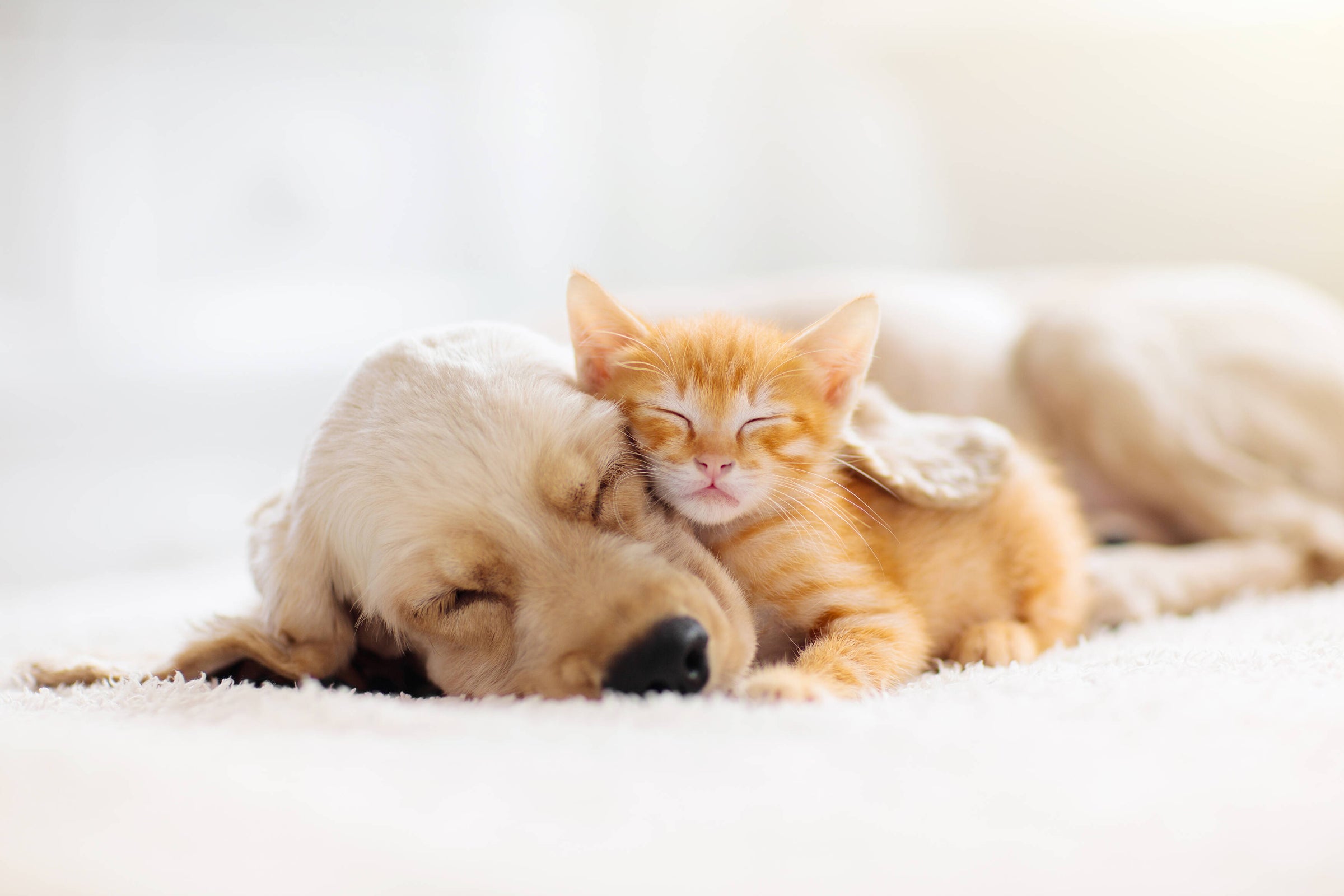 Golden retriever puppy cuddling with orange kitten