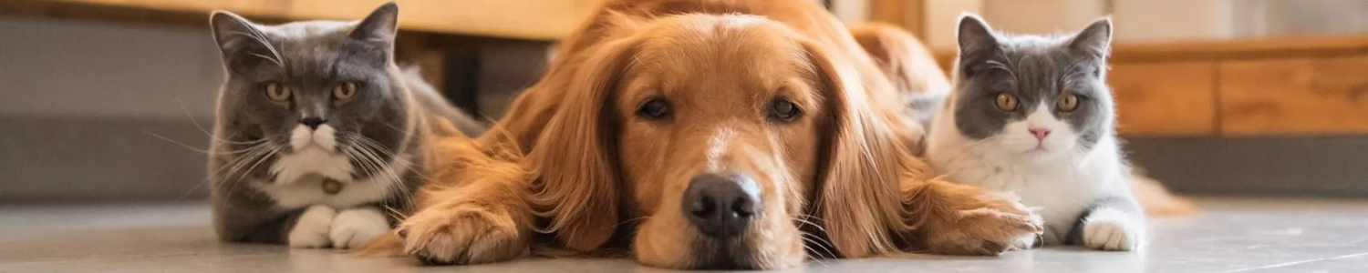 Helping pet parents with dog and cat insurance claims made simple